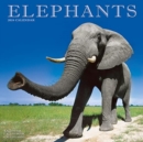 Image for Elephants Calendar 2024  Square Wildlife Safari Wall Calendar - 16 Month