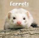 Image for Ferrets Calendar 2024  Square Animal Wall Calendar - 16 Month