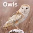 Image for Owls Calendar 2024  Square Birds Wall Calendar - 16 Month
