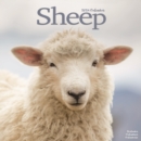 Image for Sheep Calendar 2024  Square Farm Animal Wall Calendar - 16 Month