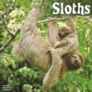 Image for Sloths Calendar 2024  Square Animal Wall Calendar - 16 Month