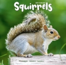 Image for Squirrels Calendar 2024  Square Animal Wall Calendar - 16 Month