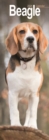 Image for Beagle Slim 2024 Wall Calendar Calendar 2024  Dog Breed Slimline Calendar - 12 Month