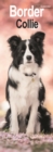 Image for Border Collie Slim Calendar 2024  Dog Breed Slimline Calendar - 12 Month