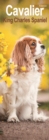 Image for Cavalier King Charles Slim Calendar 2024  Dog Breed Slimline Calendar - 12 Month