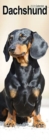 Image for Dachshund Slim Calendar 2024  Dog Breed Slimline Calendar - 12 Month