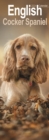 Image for English Cocker Spaniel  Slim Calendar 2024  Dog Breed Slimline Calendar - 12 Month