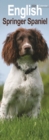 Image for English Springer Spaniel  Slim Calendar 2024  Dog Breed Slimline Calendar - 12 Month