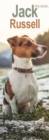 Image for Jack Russell Slim Calendar 2024  Dog Breed Slimline Calendar - 12 Month