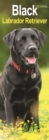 Image for Black Labrador Retriever  Slim Calendar 2024  Dog Breed Slimline Calendar - 12 Month