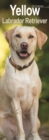 Image for Yellow Labrador  Slim Calendar 2024  Dog Breed Slimline Calendar - 12 Month
