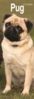 Image for Pug Slim Calendar 2024  Dog Breed Slimline Calendar - 12 Month