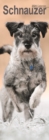 Image for Schnauzer Slim Calendar 2024  Dog Breed Slimline Calendar - 12 Month