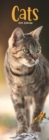 Image for Cats Slim Calendar 2024  Cute Slimline Calendar - 12 Month