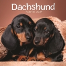 Image for Dachshund Puppies Mini Calendar 2024
