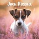 Image for Jack Russell Puppies Mini Calendar 2024