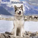 Image for Alaskan Malamute Calendar 2025 Square Dog Breed Wall Calendar - 16 Month