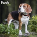 Image for Beagle Calendar 2025 Square Dog Breed Wall Calendar - 16 Month