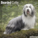 Image for Bearded Collie Calendar 2025 Square Dog Breed Wall Calendar - 16 Month