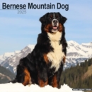 Image for Bernese Mountain Dog Calendar 2025 Square Dog Breed Wall Calendar - 16 Month