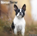 Image for Boston Terrier Calendar 2025 Square Dog Breed Wall Calendar - 16 Month