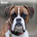 Image for Boxer (Euro) Calendar 2025 Square Dog Breed Wall Calendar - 16 Month