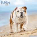 Image for Bulldog Calendar 2025 Square Dog Breed Wall Calendar - 16 Month