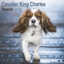 Image for Cavalier King Charles Calendar 2025 Square Dog Breed Wall Calendar - 16 Month