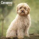 Image for Cavapoo Calendar 2025 Square Dog Breed Wall Calendar - 16 Month