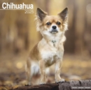 Image for Chihuahua Calendar 2025 Square Dog Breed Wall Calendar - 16 Month