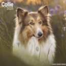 Image for Collie Calendar 2025 Square Dog Breed Wall Calendar - 16 Month