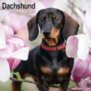 Image for Dachshund Calendar 2025 Square Dog Breed Wall Calendar - 16 Month
