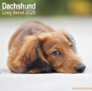Image for Longhaired Dachshund Calendar 2025 Square Dog Breed Wall Calendar - 16 Month
