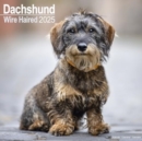 Image for Wirehaired Dachshund Calendar 2025 Square Dog Breed Wall Calendar - 16 Month