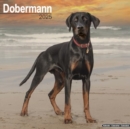 Image for Dobermann (Euro) Calendar 2025 Square Dog Breed Wall Calendar - 16 Month