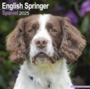 Image for English Springer Spaniel (Euro) Calendar 2025 Square Dog Breed Wall Calendar - 16 Month