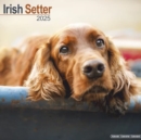Image for Irish Setter Calendar 2025 Square Dog Breed Wall Calendar - 16 Month