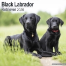 Image for Black Labrador Retriever Calendar 2025 Square Dog Breed Wall Calendar - 16 Month