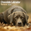 Image for Chocolate Labrador Retriever Calendar 2025 Square Dog Breed Wall Calendar - 16 Month