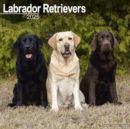 Image for Labrador Retrievers (Mixed) Calendar 2025 Square Dog Breed Wall Calendar - 16 Month