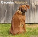 Image for Rhodesian Ridgeback Calendar 2025 Square Dog Breed Wall Calendar - 16 Month