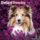 Image for Shetland Sheepdog Calendar 2025 Square Dog Breed Wall Calendar - 16 Month
