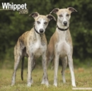 Image for Whippet Calendar 2025 Square Dog Breed Wall Calendar - 16 Month