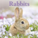Image for Rabbits  Calendar 2025 Square Animal Wall Calendar - 16 Month