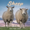 Image for Sheep Calendar 2025 Square Farm Animal Wall Calendar - 16 Month