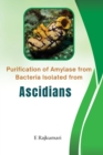 Image for Purification Of Amylase From Bacteria Isolated from Ascidians