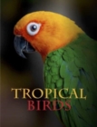 Image for Tropical birds