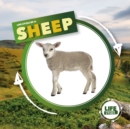Image for Life cycle of a sheep