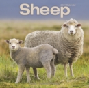 Image for Sheep 2021 Wall Calendar