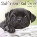 Image for Staffordshire Bull Terrier Puppies Mini Square Wall Calendar 2021